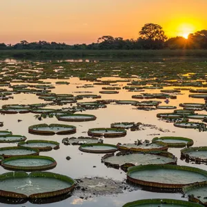 L'état du Pantanal