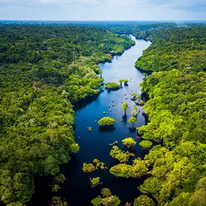 La foret amazonienne